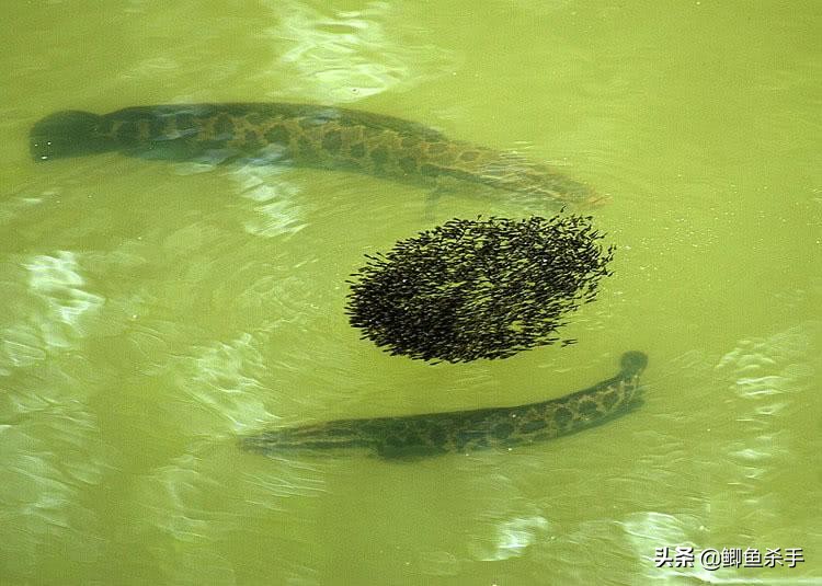 黑鱼是什么鱼（我国黑鱼的生活习性文章讲解）