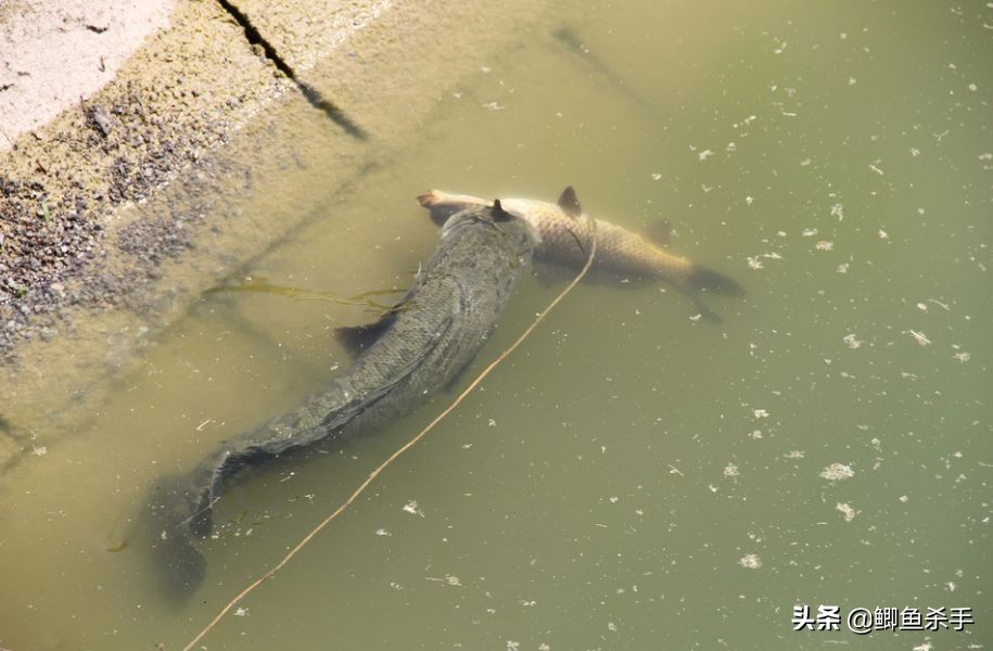 黑鱼是什么鱼（我国黑鱼的生活习性文章讲解）