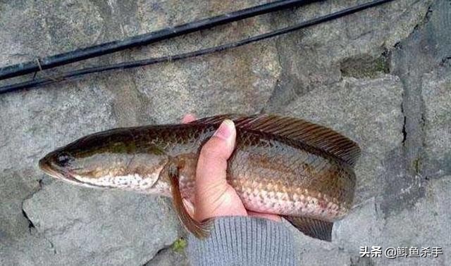 黑鱼是什么鱼（我国黑鱼的生活习性文章讲解）