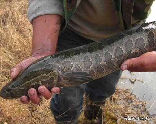 黑鱼是什么鱼（我国黑鱼的生活习性文章讲解）