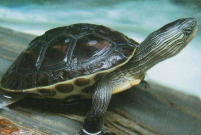 乌龟的种类图片,乌龟的种类介绍及图片大全图11