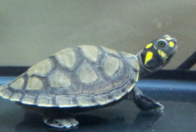 乌龟的种类图片,乌龟的种类介绍及图片大全图10