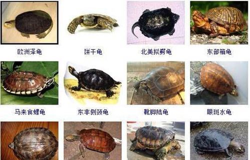 乌龟的种类介绍及图片大全