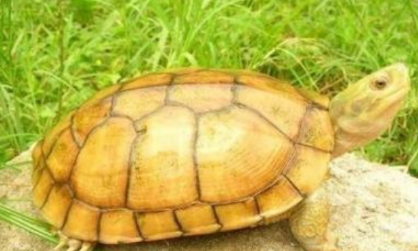 乌龟的种类图片,乌龟的种类介绍及图片大全图3