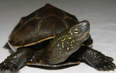 乌龟的种类图片,乌龟的种类介绍及图片大全图9