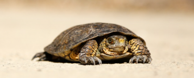 ​乌龟的种类图片,乌龟的种类介绍及图片大全