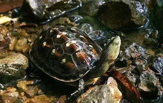 乌龟的种类图片,乌龟的种类介绍及图片大全图5