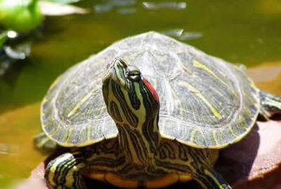 乌龟的种类图片,乌龟的种类介绍及图片大全图7
