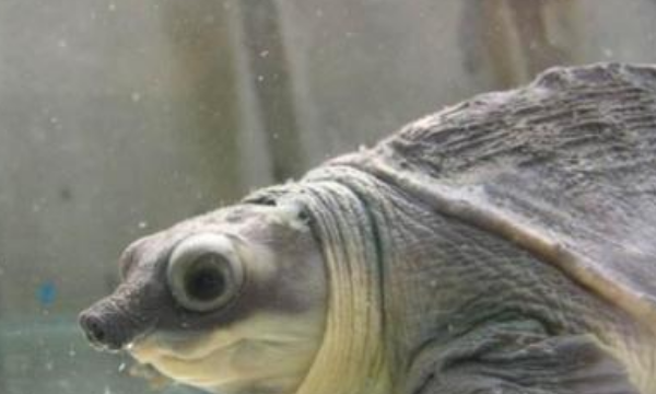 乌龟的种类图片,乌龟的种类介绍及图片大全图4