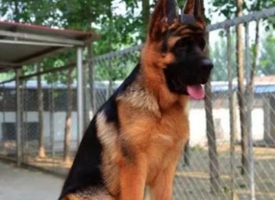 ​白色卷毛比熊犬价格？纯白色比熊多少钱一只