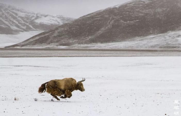 荡气回肠指什么生肖