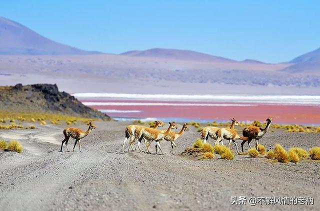 玻利维亚天空之镜是什么（玻利维亚乌尤尼）(7)