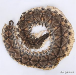 ​“棋盘蛇”五步取人性命，永州“异蛇”的原型？硬核科普