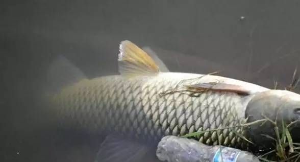 路亚在水库怎么钓草鱼和鲤鱼