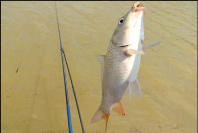 野钓草鱼用什么饵