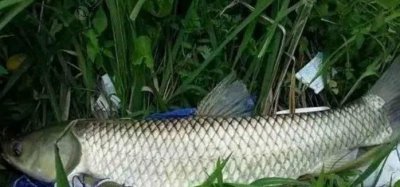 ​钓草鱼用什么打窝,钓草鱼用什么打窝?