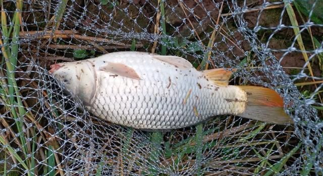 冬天钓草鱼用什么味的