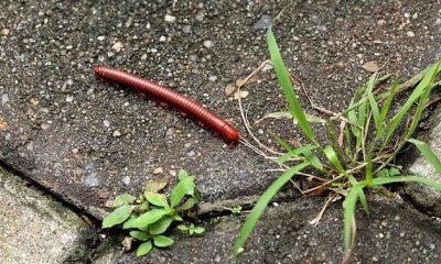 ​马陆虫怎么彻底消灭（家里消灭马陆虫的最佳方法）