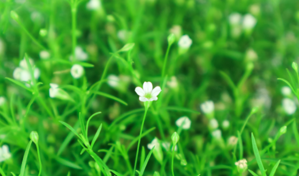 满天星的花语,满天星的花语是是什么?图5