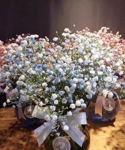 ​满天星的花语,满天星的花语是是什么?