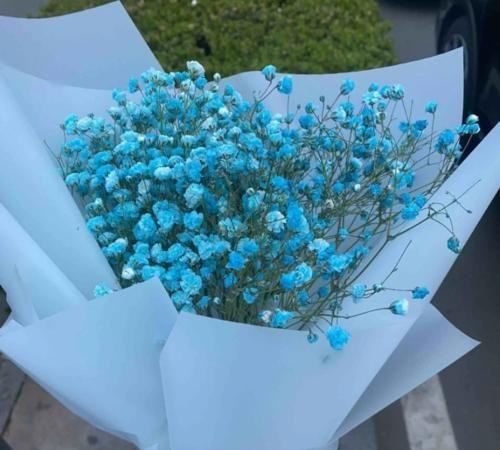 满天星的花语,满天星的花语是是什么?图2