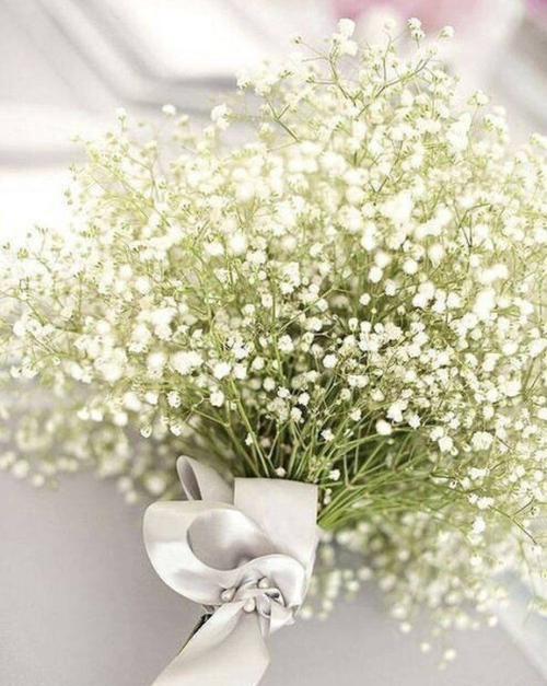 满天星的花语是什么