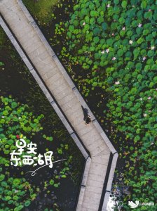 ​东西湖：金银湖国家城市湿地公园夏荷盛开 美景如画