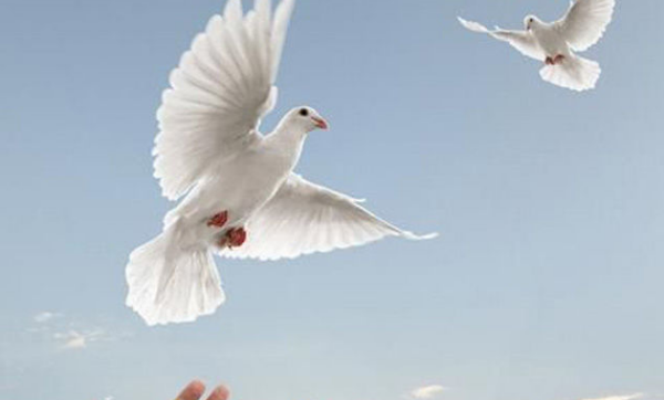 放鸽子是什么意思,放鸽子是什么意思图3