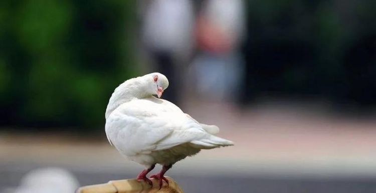 放鸽子什么意思