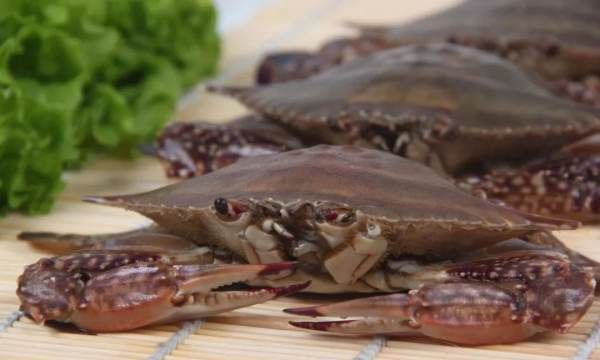 梭子蟹怎么选有蟹黄的,梭子蟹怎么挑选肥的图3