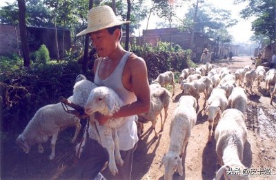 ​你认为养羊人是一个怎样的人（养羊人告诉我们什么道理）