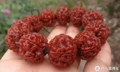 ​谁说秋季盘玩金刚菩提，就没讲究？不注意这3点，就等着开裂吧