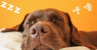 ​狗睡觉打呼什么原因（怎么预防狗狗打呼噜）
