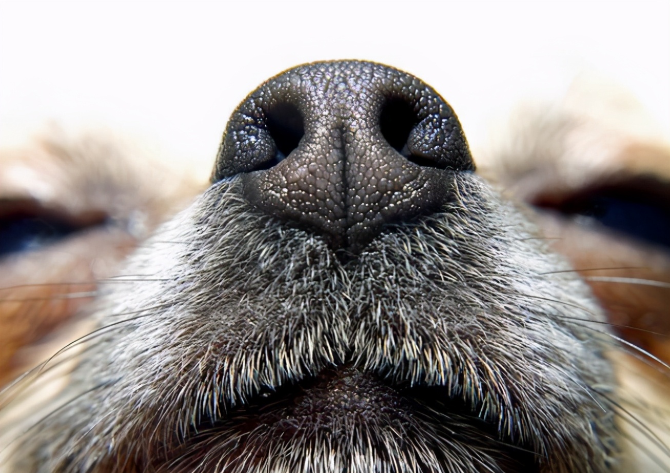 狗睡觉打呼什么原因（怎么预防狗狗打呼噜）