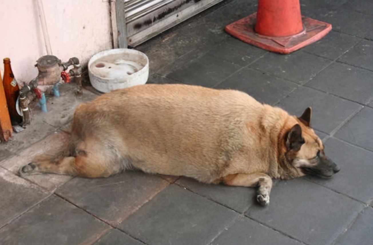 狗睡觉打呼什么原因（怎么预防狗狗打呼噜）