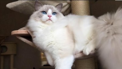 ​布偶猫怎么分辨蓝双和海双（蓝双和海双布偶猫的区别）