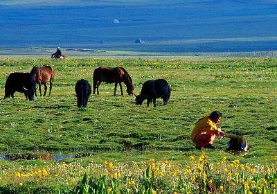 美丽的康巴故乡（读城康巴汉子无法拒绝的诱惑）(5)