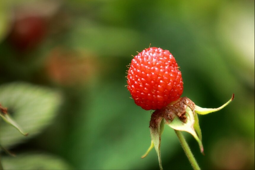树莓和覆盆子是一个东西吗（图文讲解2种水果的区别）