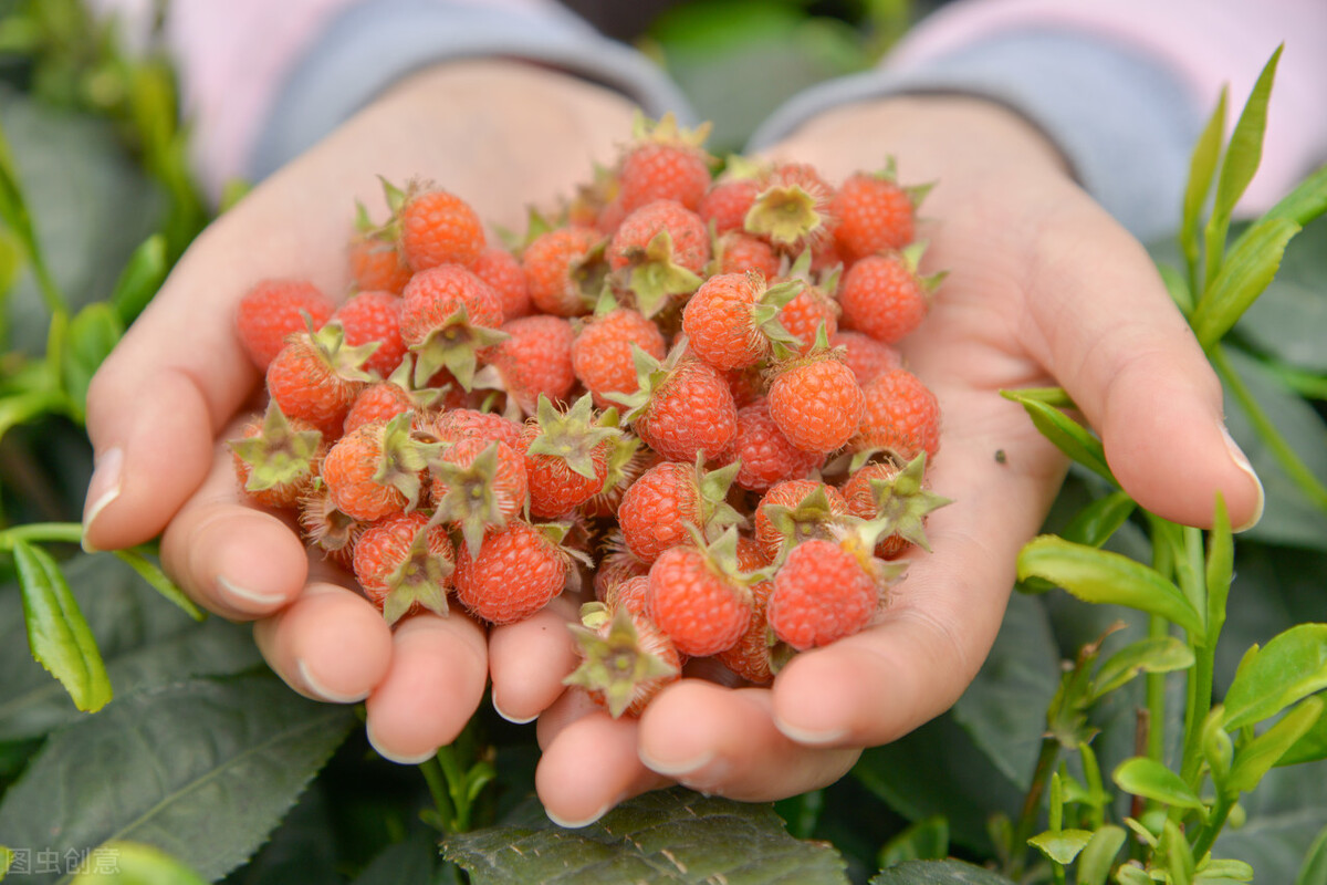 树莓和覆盆子是一个东西吗（图文讲解2种水果的区别）