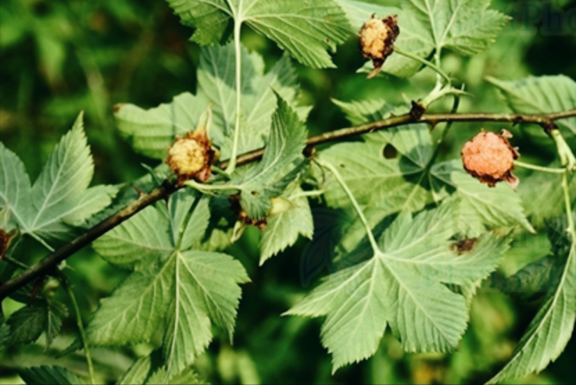 树莓和覆盆子是一个东西吗（图文讲解2种水果的区别）