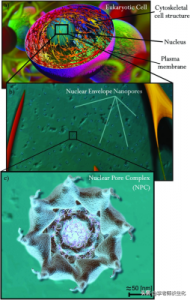 ​核糖体由什么组成(核糖体由什么组成,是什么的场所)