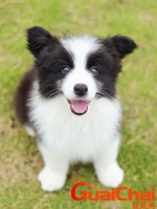 ​智商最高的狗第一名小型狗 智商最高的狗第一名图