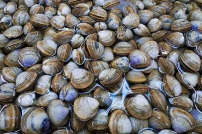 ​蛤蜊是凉性还是热性的 蛤蜊里面的黑色的东西能吃吗