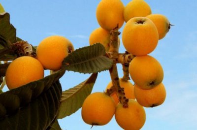 ​枇杷的含糖量高吗 血糖高能吃枇杷吗