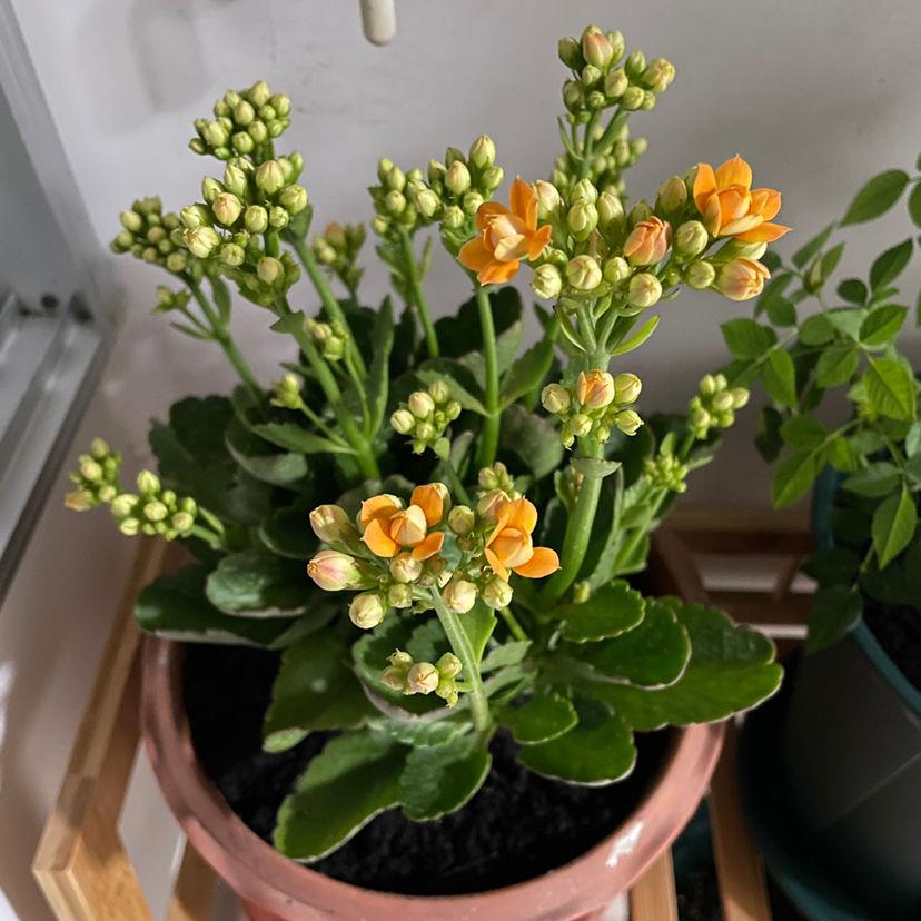 如何将长寿花养成老桩（怎样养好长寿花要注意什么事项）