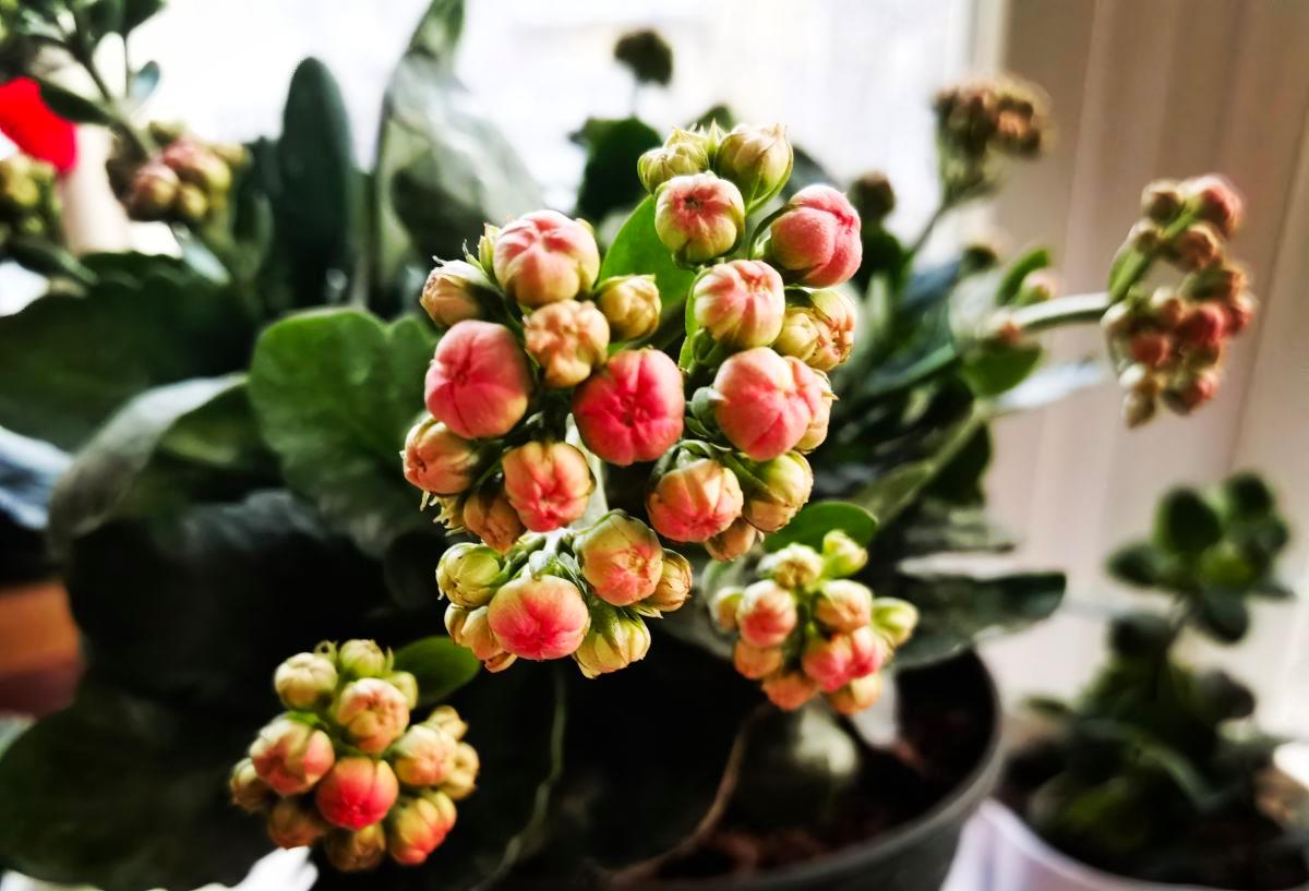 如何将长寿花养成老桩（怎样养好长寿花要注意什么事项）