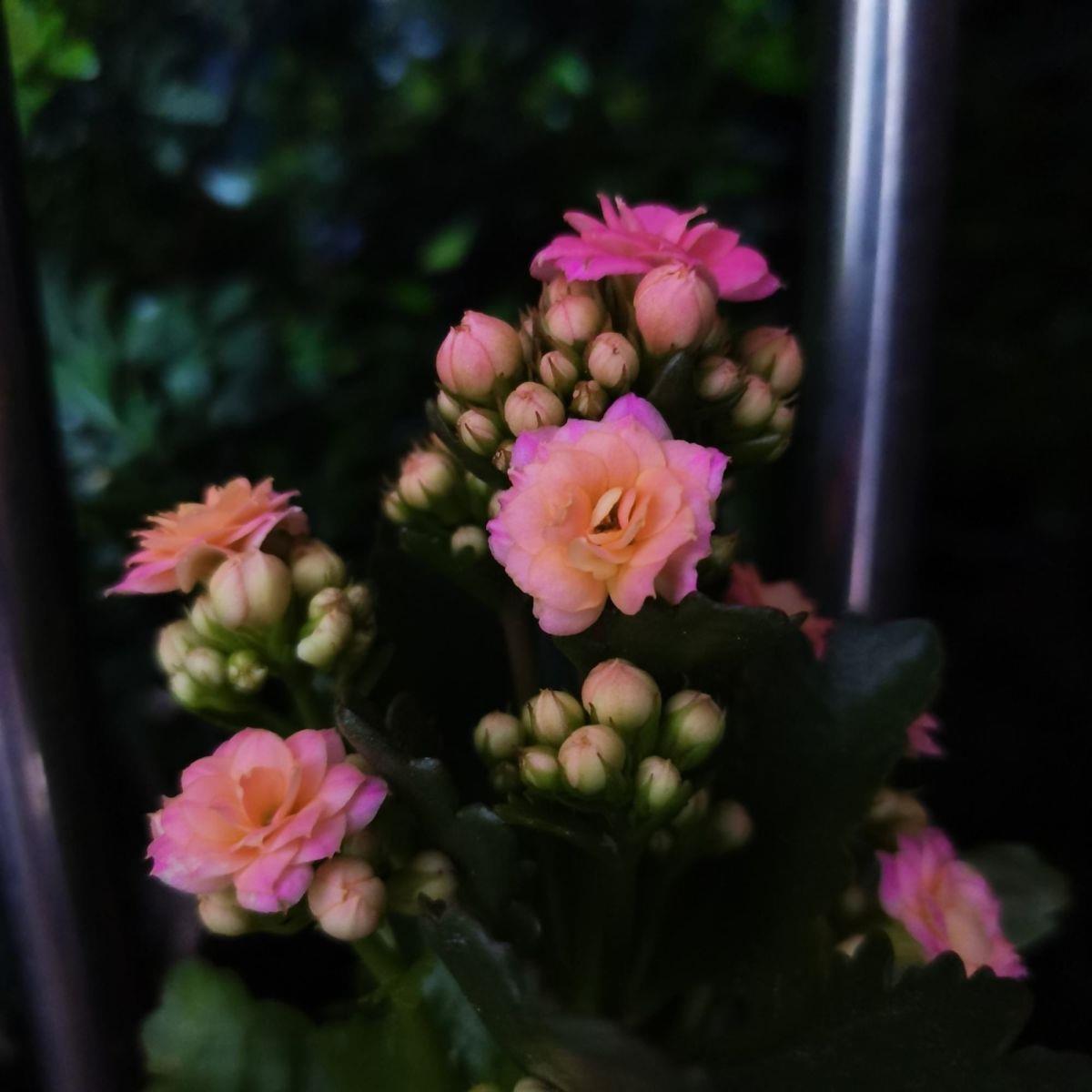 如何将长寿花养成老桩（怎样养好长寿花要注意什么事项）