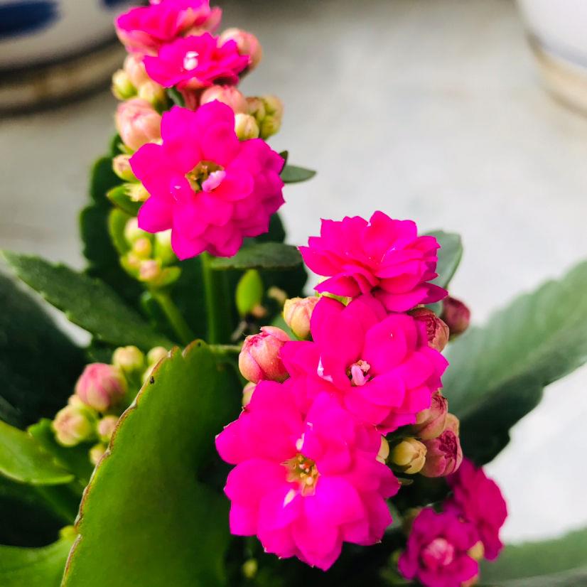 如何将长寿花养成老桩（怎样养好长寿花要注意什么事项）