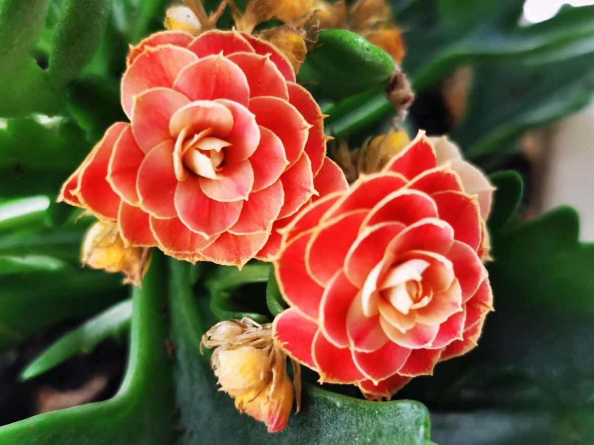 如何将长寿花养成老桩（怎样养好长寿花要注意什么事项）