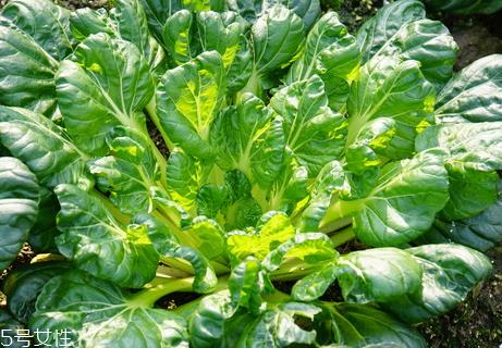 乌塌菜什么时候播种 乌塌菜播种条件